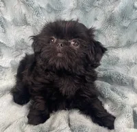 Jet / solid black, a male Shih Tzu for sale in Gallatin, MO – 5 of 10