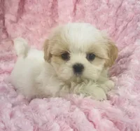 Daisy, a female Shih Tzu for sale in Gallatin, MO – 3 of 9