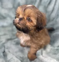 Quincy, a male Shih Tzu for sale in Gallatin, MO – 5 of 10