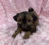 Bubbles/ imperial, a female Shih Tzu for sale in Gallatin, MO – 3 of 10