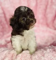 Misty, a female Shih Tzu and Poodle - Toy  for sale in Gallatin, MO – 10 of 10