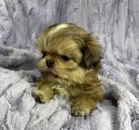 Flower🌸, a female Shih Tzu for sale in Gallatin, MO – 4 of 10