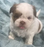 Rocky, a male Shih Tzu for sale in Gallatin, MO – 5 of 10