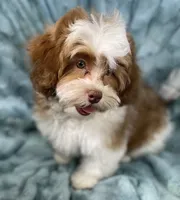 Spencer, a male Shih Tzu and Poodle - Toy  for sale in Gallatin, MO – 3 of 10
