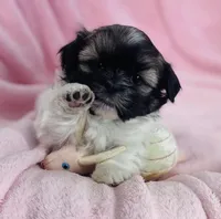 Sage, a female Shih Tzu for sale in Gallatin, MO – Photo 4 of 8