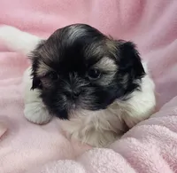 Sage, a female Shih Tzu for sale in Gallatin, MO – Photo 3 of 8