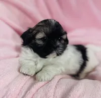 Sage, a female Shih Tzu for sale in Gallatin, MO – Photo 7 of 8