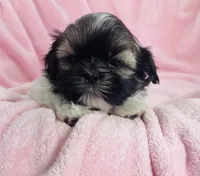 Sage, a female Shih Tzu for sale in Gallatin, MO – Photo 6 of 8