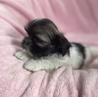 Sage, a female Shih Tzu for sale in Gallatin, MO – Photo 5 of 8