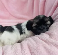 Sage, a female Shih Tzu for sale in Gallatin, MO – Photo 2 of 8