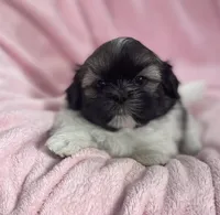 Sage, a female Shih Tzu for sale in Gallatin, MO – Photo 8 of 8