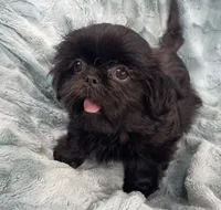 Jet / solid black, a male Shih Tzu for sale in Gallatin, MO – 9 of 10