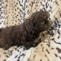 Jax, a male Shih Tzu for sale in Gallatin, MO – 9 of 9