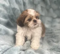 Jasper, a male Shih Tzu for sale in Gallatin, MO – 6 of 10
