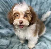 Spencer, a male Shih Tzu and Poodle - Toy  for sale in Gallatin, MO – 4 of 10