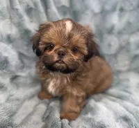 Quincy, a male Shih Tzu for sale in Gallatin, MO – 9 of 10