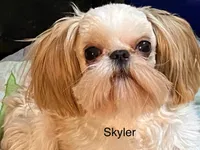 Flower🌸, a female Shih Tzu for sale in Gallatin, MO – 10 of 10