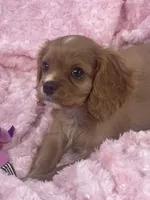Glitter , a female Cavalier King Charles Spaniel for sale in Gallatin, MO – 4 of 10