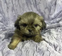 Spencer, a male Shih Tzu for sale in Gallatin, MO – 6 of 7