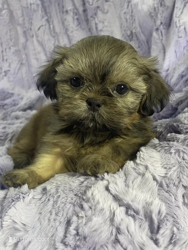 Spencer – Shih Tzu puppy for sale in Gallatin, MO