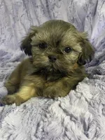Spencer, a male Shih Tzu for sale in Gallatin, MO – 1 of 7