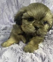 Spencer, a male Shih Tzu for sale in Gallatin, MO – 3 of 7