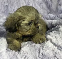 Spencer, a male Shih Tzu for sale in Gallatin, MO – 5 of 7