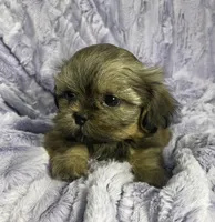Spencer, a male Shih Tzu for sale in Gallatin, MO – 2 of 7
