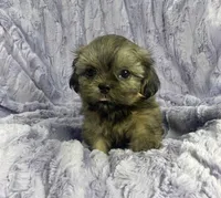 Spencer, a male Shih Tzu for sale in Gallatin, MO – 7 of 7