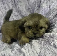 Spencer, a male Shih Tzu for sale in Gallatin, MO – 4 of 7