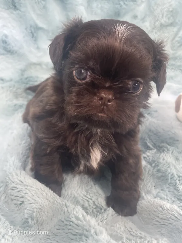 Ian / imperial – Shih Tzu puppy for sale in Gallatin, MO