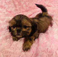 Spice, a female Shih Tzu for sale in Gallatin, MO – 1 of 9
