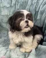 Tux , a male Shih Tzu for sale in Gallatin, MO – 8 of 9