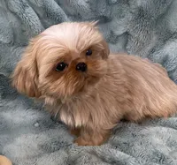 Willy / small , a male Shih Tzu for sale in Gallatin, MO – 4 of 8