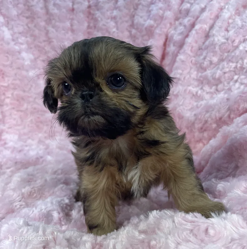 Bubbles/ imperial – Shih Tzu puppy for sale in Gallatin, MO