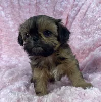 Bubbles/ imperial, a female Shih Tzu for sale in Gallatin, MO – 1 of 10