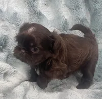 Ian / imperial, a male Shih Tzu for sale in Gallatin, MO – 5 of 8