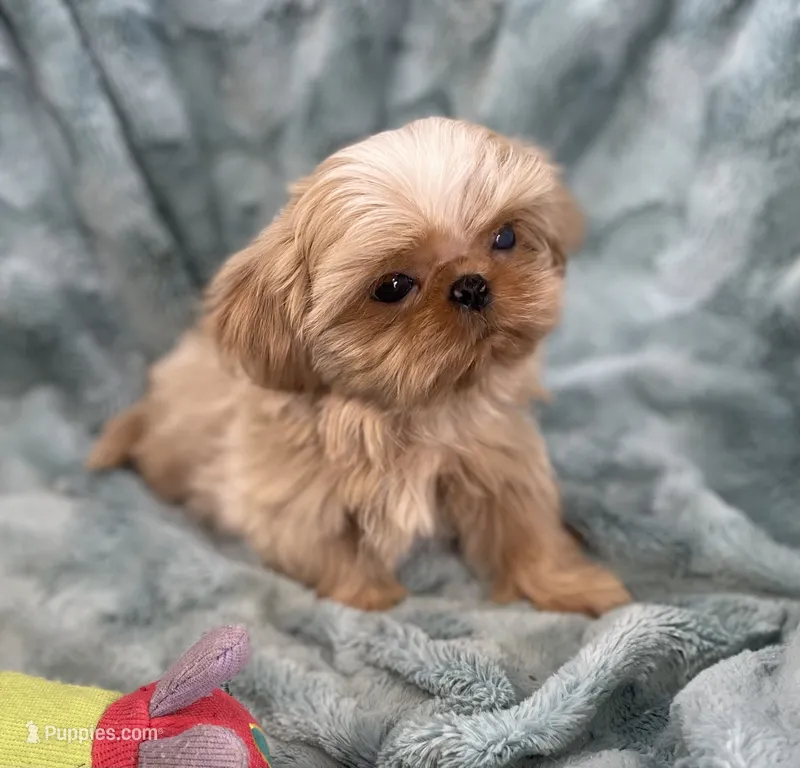 Willy – Shih Tzu puppy for sale in Gallatin, MO
