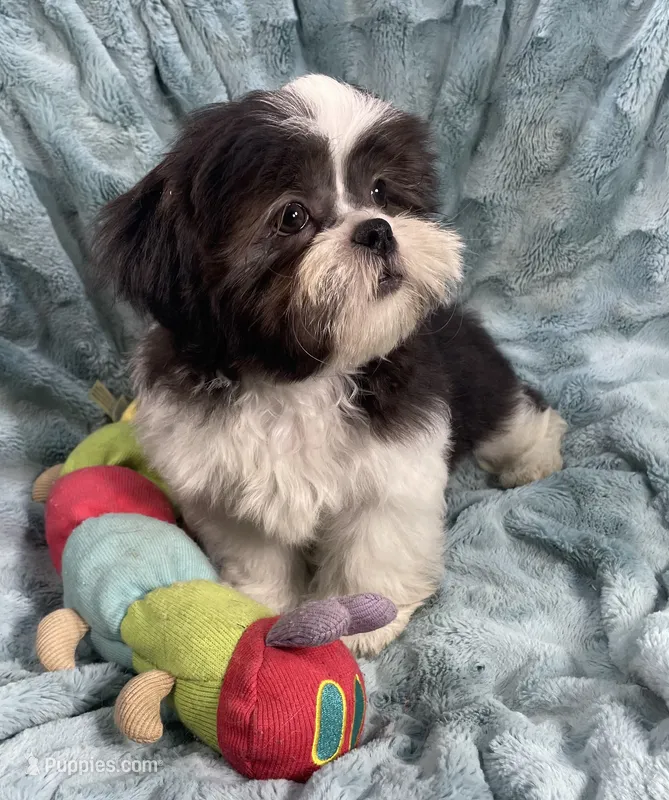 Tux  – Shih Tzu puppy for sale in Gallatin, MO