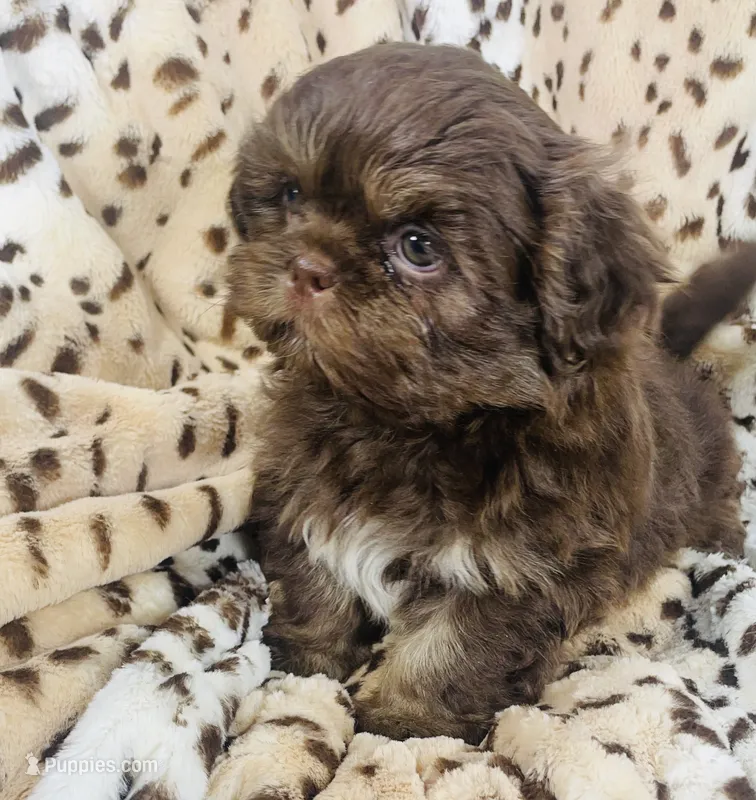 Jax – Shih Tzu puppy for sale in Gallatin, MO