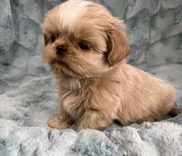 Willy, a male Shih Tzu for sale in Gallatin, MO – 7 of 10