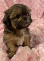 Spice, a female Shih Tzu for sale in Gallatin, MO – 3 of 9