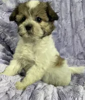 Cody, a male Shih Tzu and Poodle - Miniature  for sale in Gallatin, MO – 4 of 4