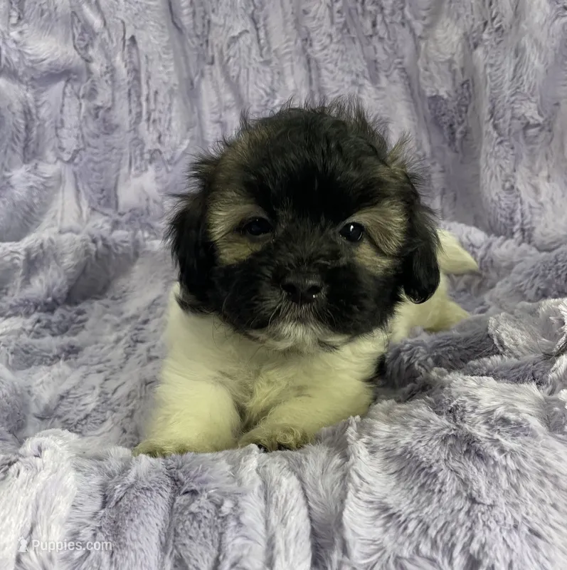 Sprocket  – Shih Tzu, Poodle - Miniature  puppy for sale in Gallatin, MO