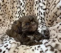 Winston, a male Shih Tzu for sale in Gallatin, MO – 9 of 10