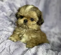 Flower🌸, a female Shih Tzu for sale in Gallatin, MO – 2 of 10