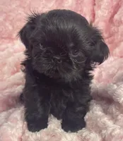Beauty / imperial/ solid black, a female Shih Tzu for sale in Gallatin, MO – 1 of 7