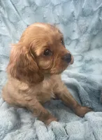 Kirby, a male Cavalier King Charles Spaniel for sale in Gallatin, MO – 8 of 10