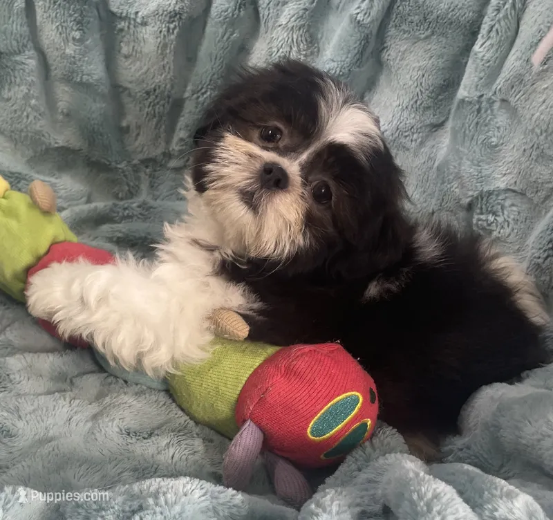 Tux  – Shih Tzu puppy for sale in Gallatin, MO