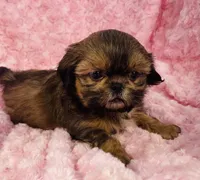 Spice, a female Shih Tzu for sale in Gallatin, MO – 9 of 9